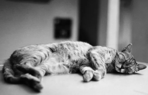 Chat Dort Dans Rue — Photo