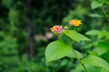 Bu güzel çiçek bir lantana. Batı Hindistan 'ın Lantana' sı olarak da bilinir..