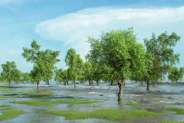 Fotoğraf Bengal Körfezi 'nde gelgit sırasında çekildi.