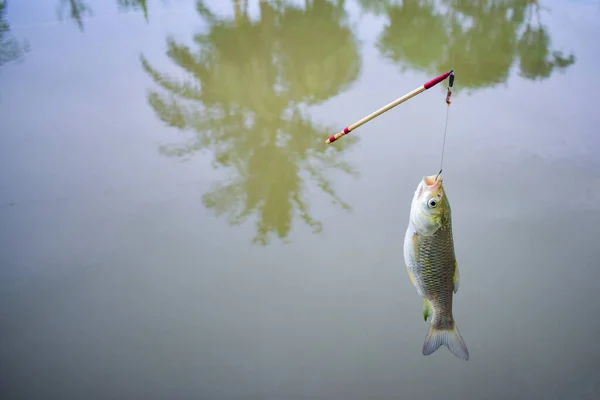 catching fish in the pond. fish hang-on with fishhook and fish rod. fresh fish just catched by fish rod.