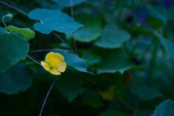 Abutilon Indicum Malý Keř Čeledi Malvaceae Malý Keř Krásnou Žlutou — Stock fotografie
