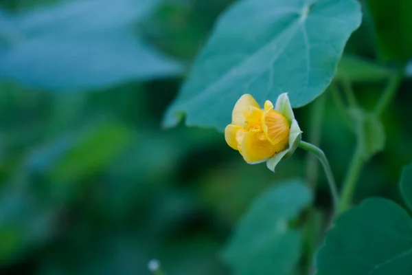 Abutilon indicum, Malvaceae familyasından küçük bir çalı türü. Güzel sarı çiçekli küçük bir çalılık.