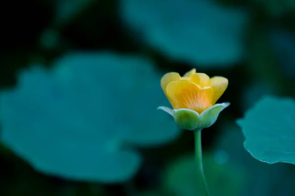 Abutilon indicum, Malvaceae familyasından küçük bir çalı türü. Güzel sarı çiçekli küçük bir çalılık.