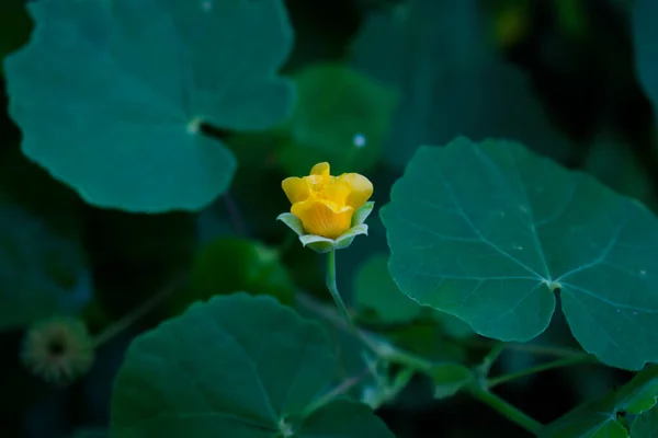 Abutilon indicum, Malvaceae familyasından küçük bir çalı türü. Güzel sarı çiçekli küçük bir çalılık.