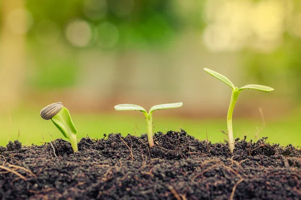 Agricultura agrícola com planta semente conceito de cultivo Fotografia De Stock