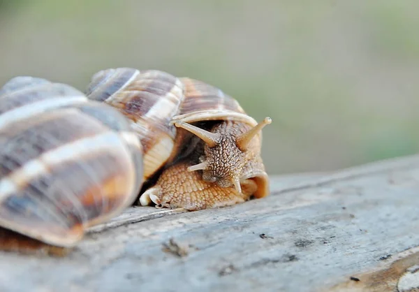 Dois Caracóis Uva Log Close Macro Maiores Caracóis Grandes Europa — Fotografia de Stock