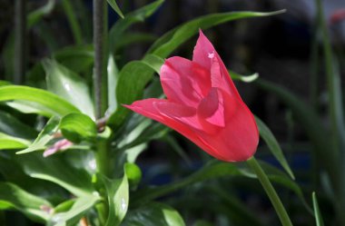 Pembe lalenin alışılmadık çan şeklindeki tomurcuğuyla yakın plan çekimi.