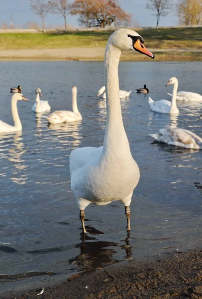 Cisnes Lago — Foto de Stock