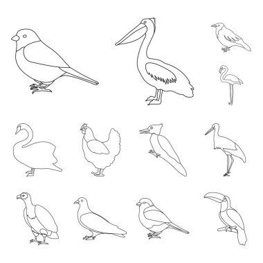 Kuş türleri set koleksiyonu tasarım için simgeleri anahat. Ev ve vahşi kuş vektör simge stok web çizim.