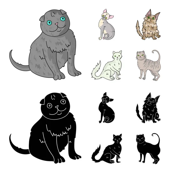 Angora turca, pelo largo británico y otras especies. Gato razas conjunto colección iconos en dibujos animados, negro estilo vector símbolo stock ilustración web . — Archivo Imágenes Vectoriales