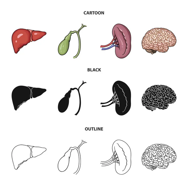 Játra, žlučník, ledviny, mozek. Lidské orgány sada kolekce ikon v karikatuře, černý, osnovy styl vektor symbol skladem ilustrace web. — Stockový vektor
