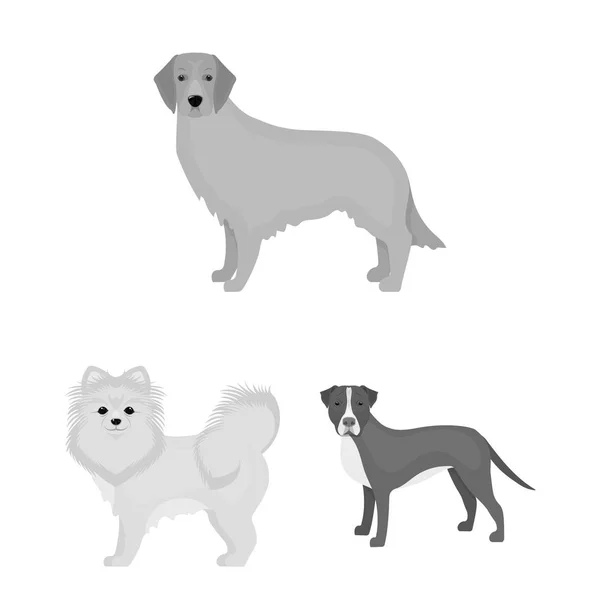 Hundraser svartvita ikoner i set samling för design. Hund husdjur vektor symbol lager web illustration. — Stock vektor