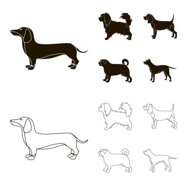 Pikinise, dachshund, pug, peggy. Köpek ırkları toplama simgeler siyah, anahat stili vektör simge stok çizim web içinde ayarla..
