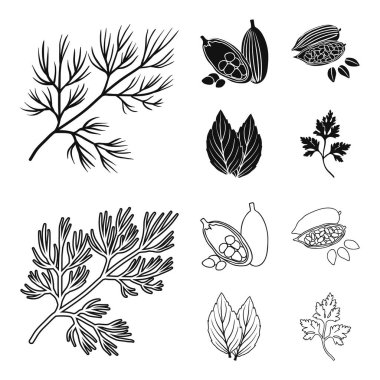 Dereotu, kakao çekirdekleri, fesleğen. Otlar ve baharatlar toplama simgeler siyah, anahat stili vektör simge stok illüstrasyon düz ayarla.