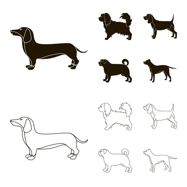 Pikinise、ダックスフント、パグ、ペギー。犬の品種は黒、アウトライン スタイルのベクトル シンボル ストック イラスト web でコレクションのアイコンを設定します。. — ストックベクタ
