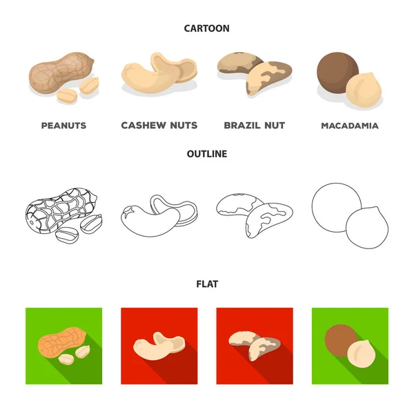 Peanuts, cashews, brazil nuts, macadamia.Different kinds of nuts set collection icons in cartoon,outline,flat style vector symbol stock illustration web. — Stock Vector