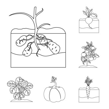 Bitki, bitkisel set koleksiyonu tasarım için simgeleri anahat. Bahçe ve hasat sembol stok web illüstrasyon vektör.