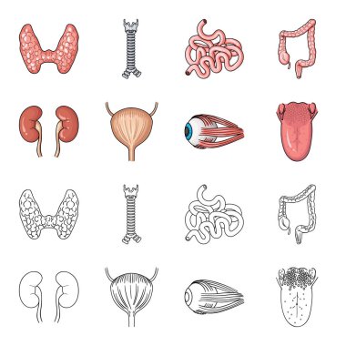Böbrek, mesane, gözü, dili. İnsan organlarını toplama simgeler çizgi film, anahat stili vektör simge stok çizim web ayarla..