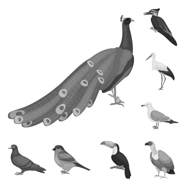 Types Oiseaux Icônes Monochromes Dans Collection Ensemble Pour Conception Maison — Image vectorielle