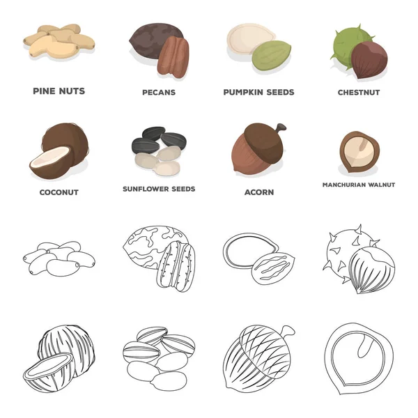 Kokos, ekollon, solrosfrön, manchueian valnöt. Olika typer av nötter som samling ikoner i tecknad, disposition stil vektor symbol stock illustration web. — Stock vektor