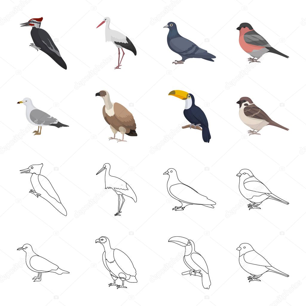 Gull, toucan and other species. Birds set collection icons in cartoon,outline style vector symbol stock illustration .