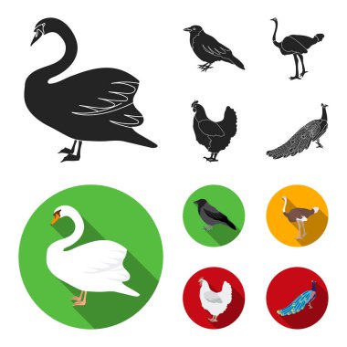 Karga, devekuşu, tavuk, tavus kuşu. Kuşlar toplama simgeler siyah, düz stil vektör simge stok çizim web içinde ayarla..