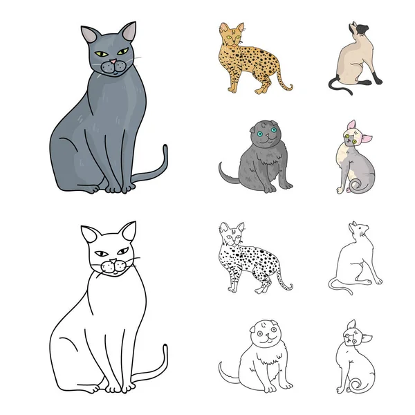 シャムや他の種。猫の品種は、アウトライン形式のベクトル シンボル ストック イラスト web 漫画でコレクション アイコンを設定します。. — ストックベクタ