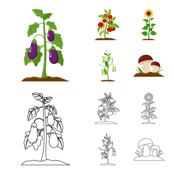 Berinjela, tomate, girassol e ervilhas. conjunto de plantas ícones de coleção em desenhos animados, esboço estilo vetor símbolo estoque ilustração web . — Vetor de Stock
