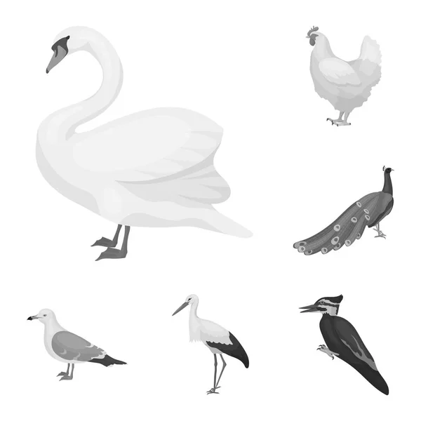 Tipos de aves iconos monocromáticos en la colección de conjuntos para el diseño. Inicio y aves silvestres vector símbolo stock web ilustración . — Vector de stock