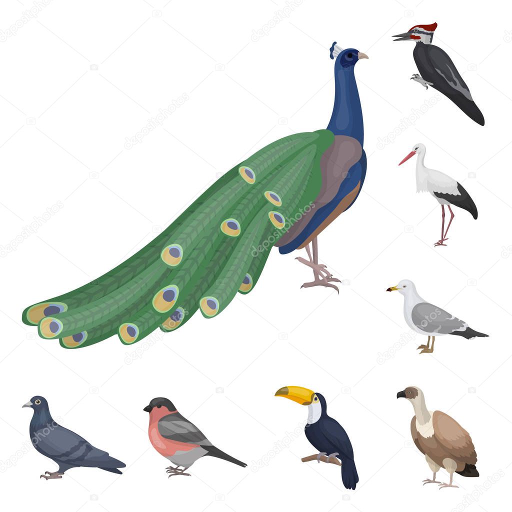 Types of birds cartoon icons in set collection for design. Home and wild bird vector symbol stock  illustration.