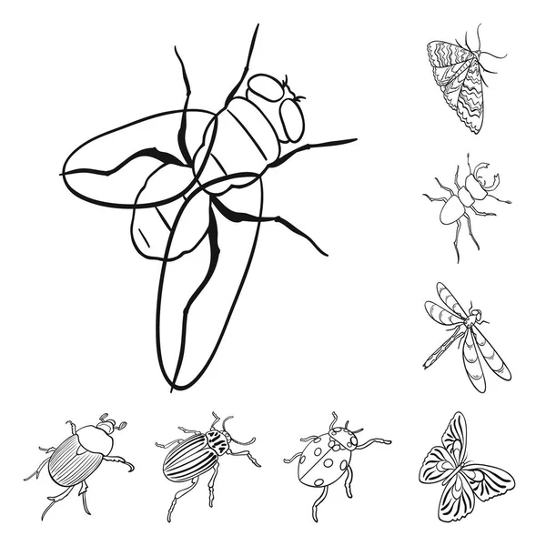 Différents types d'insectes décrivent les icônes dans la collection définie pour la conception. Insecte arthropode vecteur isométrique symbole stock web illustration . — Image vectorielle