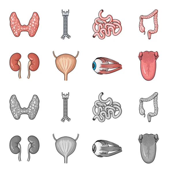 신장, 방광, 안구, 혀입니다. 인간의 장기 만화, 흑백 스타일 벡터 기호 재고 일러스트 웹 컬렉션 아이콘 설정. — 스톡 벡터