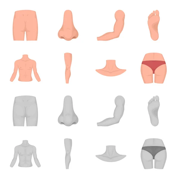 Torse, jambe, cou et fesses. Pièces du corps mis icônes de la collection dans la bande dessinée, monochrome style vectoriel symbole illustration web . — Image vectorielle