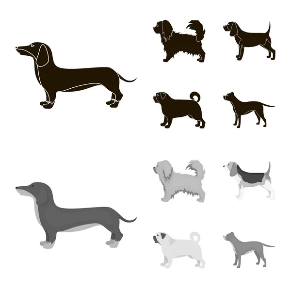 Piquinise, dachshund, pug, peggy. Raças de cães conjunto ícones de coleção em preto, estilo monocromático símbolo vetorial estoque ilustração web . — Vetor de Stock