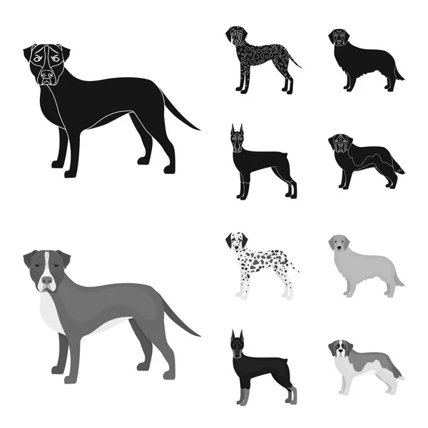 Perro razas negro, iconos monocromáticos en la colección de conjuntos para design.Dog mascota vector símbolo stock web ilustración . — Vector de stock