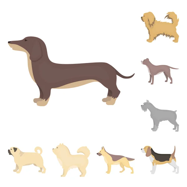 Hundraser tecknad ikoner i set samling för design. Hund husdjur vektor symbol lager web illustration. — Stock vektor