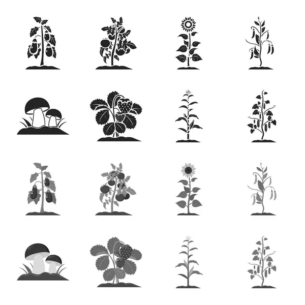 Grihrooms, strawberries, corn, cucumber.Plant set collection icons in black, monochrome style vector symbol stock illustration web . — стоковый вектор