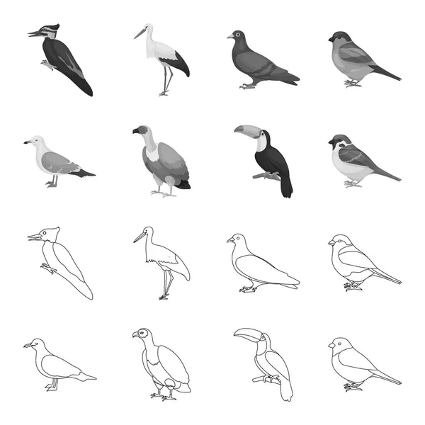 Gaviota, tucán y otras especies. Birds set collection icons in outline, monochrome style vector symbol stock illustration web . — Archivo Imágenes Vectoriales