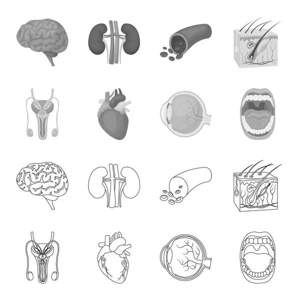 Sistema masculino, corazón, globo ocular, cavidad oral. Los órganos establecen iconos de colección en el contorno, el estilo monocromo vector símbolo stock ilustración web . — Vector de stock