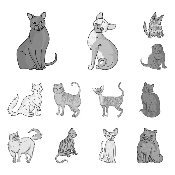 Races de chats icônes monochromes dans la collection ensemble pour le design. Animaux chat vecteur symbole stock web illustration . — Image vectorielle