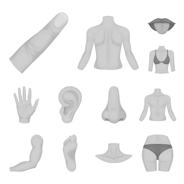 Parte del cuerpo, miembros iconos monocromáticos en la colección de conjuntos para el diseño. Anatomía humana vector símbolo stock web ilustración . — Vector de stock