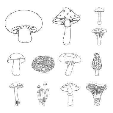 Poisonous and edible mushroom outline icons in set collection for design. Different types of mushrooms vector symbol stock web illustration. clipart