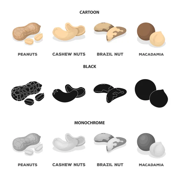 Amendoim, castanha de caju, castanha do brasil, macadamia.Different tipos de nozes conjunto coleção ícones em desenhos animados, preto, estilo monocromático símbolo vetorial web ilustração . —  Vetores de Stock