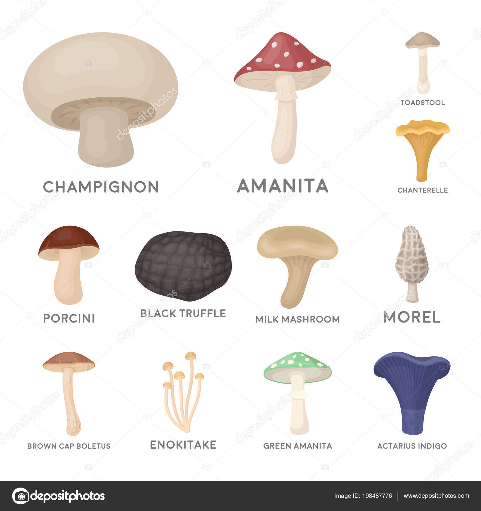Tipos de hongos comestibles