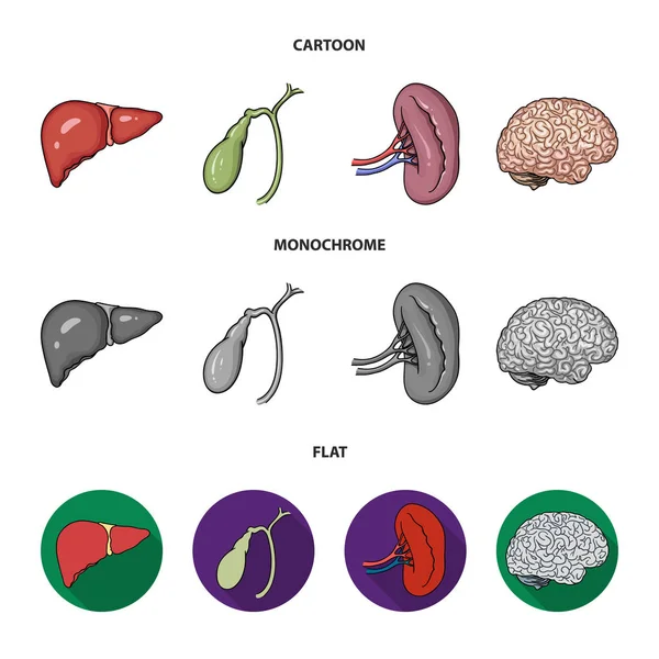 Liver, gallbladder, kidney, brain. Human organs set collection icons in cartoon,flat,monochrome style vector symbol stock illustration web. — Stock Vector