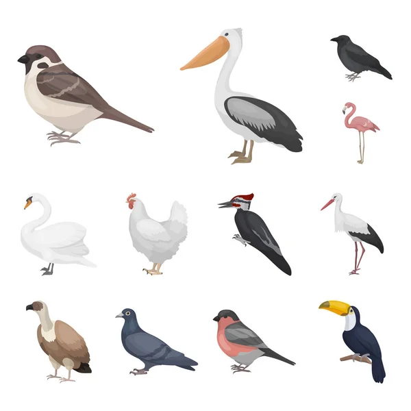 Tipos de pájaros iconos de dibujos animados en la colección de conjuntos para el diseño. Inicio y aves silvestres vector símbolo stock web ilustración . — Vector de stock
