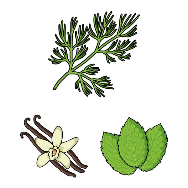 Мультфильм о травах и специях в наборе для обозначения редких видов растений . — стоковый вектор