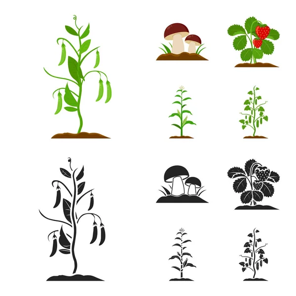 Mushrooms, strawberries, corn, cucumber.Plant set collection icons in cartoon,black style vector symbol stock illustration web. — Stock Vector