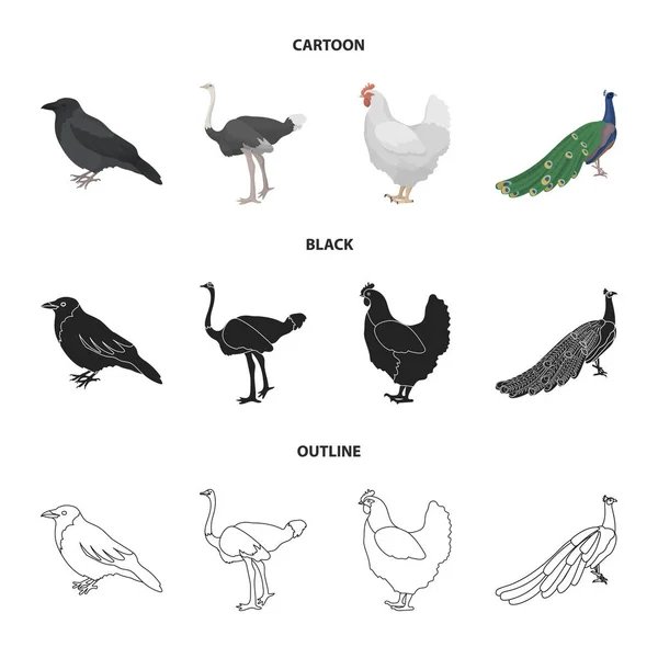 Cuervo, avestruz, pollo, pavo real. Pájaros conjunto colección iconos en dibujos animados, negro, contorno estilo vector símbolo stock ilustración web . — Archivo Imágenes Vectoriales