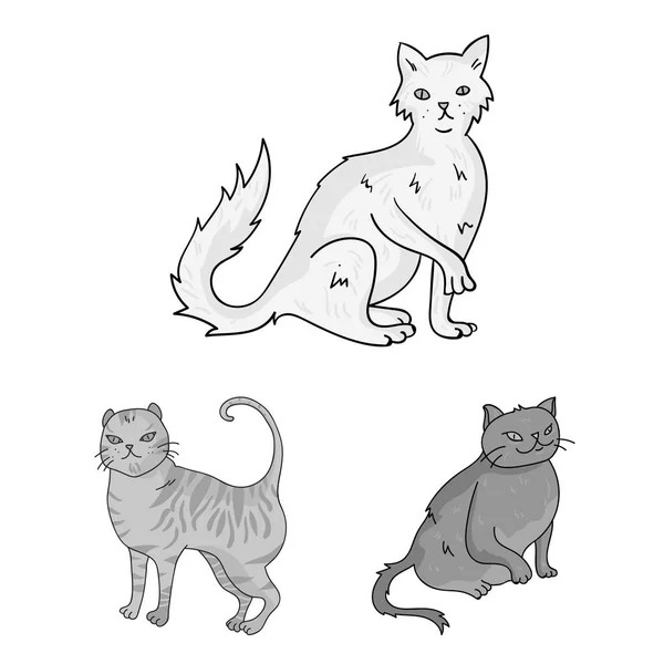 Razas de gatos iconos monocromáticos en colección de conjuntos para el diseño. Mascota gato vector símbolo stock web ilustración . — Archivo Imágenes Vectoriales